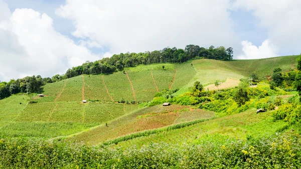 Jordbruksmark på kullen — Stock fotografie