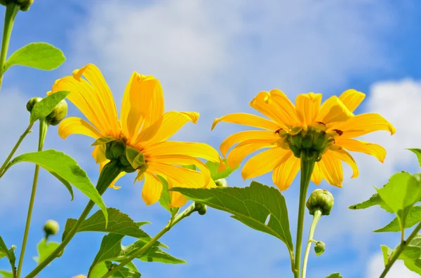Mexican Sunflower Weed, Flowers are bright yellow — Stock Photo, Image