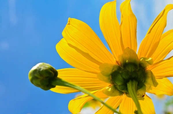 De cerca la hierba de girasol mexicana, las flores son de color amarillo brillante —  Fotos de Stock