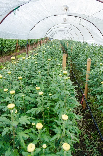 Inside greenhouse of Chrysanthemum flowers farms — Stock Photo, Image