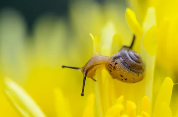 Close up Caracol em flores amarelas do crisântemo — Fotografia de Stock