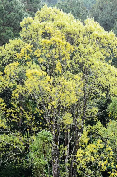 Grande árvore folhas amarelas na floresta . — Fotografia de Stock