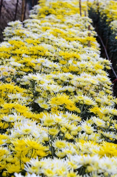 Chrysanthème Morifolium jardin de fleurs — Photo
