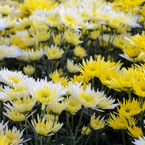 Chrysanthemum Morifolium flowers garden — Stock Photo, Image