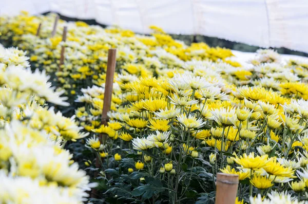 Chrysanthemum morifolium blüht Bauernhof — Stockfoto