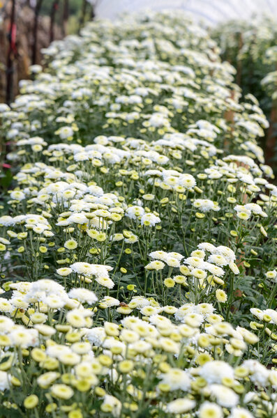 White Chrysanthemum Morifolium flowers farms
