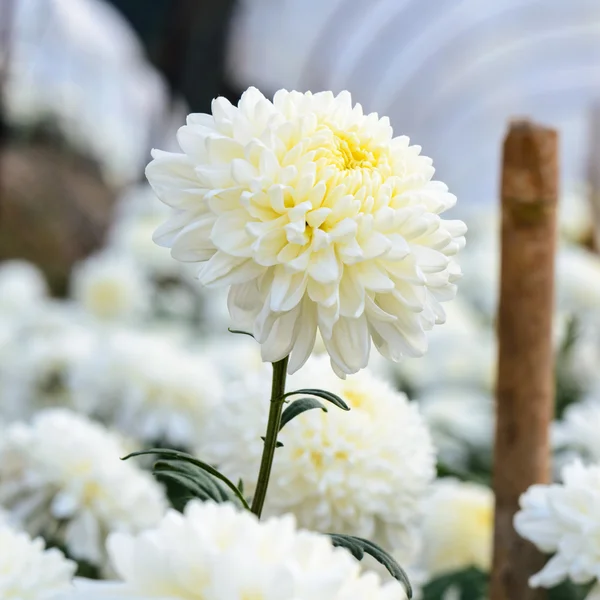 White Chrysanthemum Morifolium flowers in garden — Stock Photo, Image