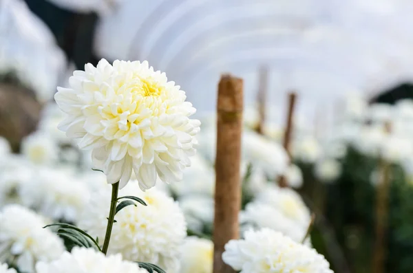 White Chrysanthemum Morifolium flowers in garden — Stock Photo, Image