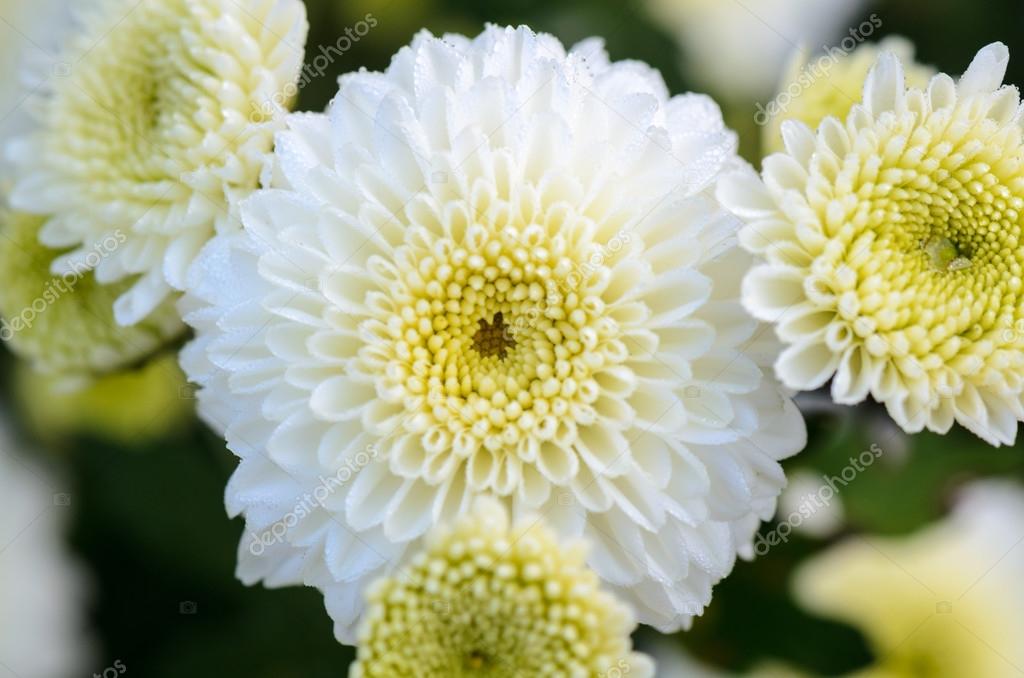 Close up white Chrysanthemum Morifolium flower — Stock Photo © yongkiet