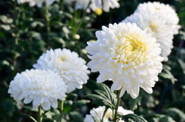 Beyaz krizantem morifolium Çiçek Bahçe