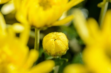 Sarı krizantem morifolium çiçek tomurcukları kapatın