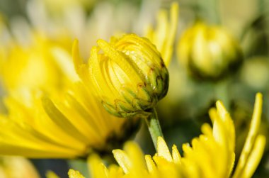 Sarı krizantem morifolium çiçek tomurcukları kapatın