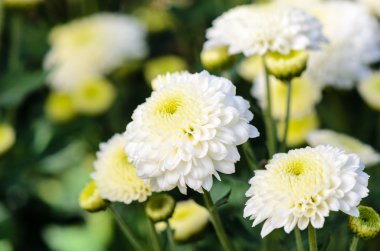 Beyaz krizantem morifolium Çiçek Bahçe