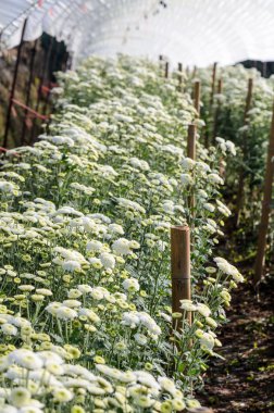 Beyaz krizantem morifolium çiçek çiftlikleri