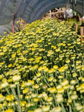 pimpollos de crisantemo amarillo morifolium flores en el jardín