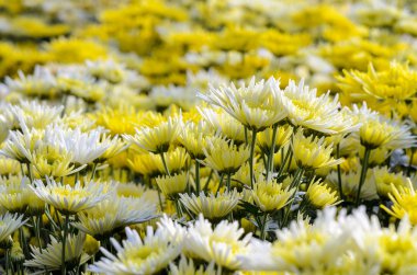 Chrysanthemum Morifolium flowers garden