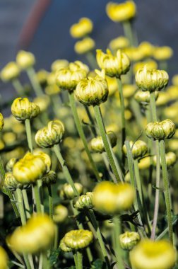 pimpollos de crisantemo amarillo morifolium flores en el jardín