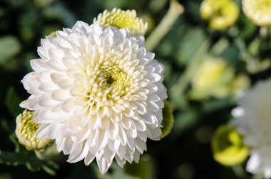Beyaz krizantem morifolium Çiçek Bahçe