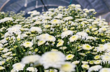 Beyaz krizantem morifolium Çiçek Bahçesi
