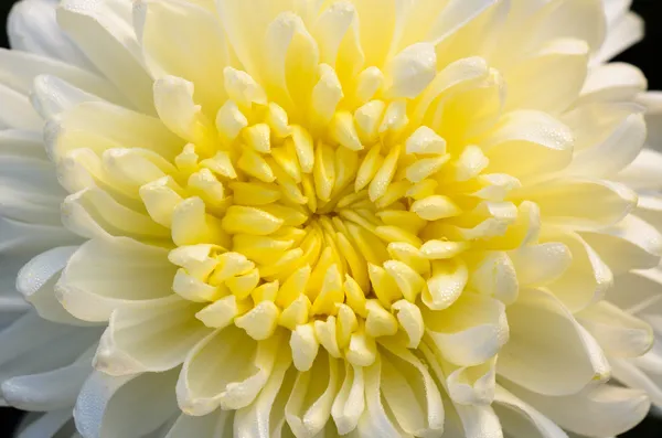 Close up middle of light yellow Chrysanthemum Morifolium flowers — Stock Photo, Image