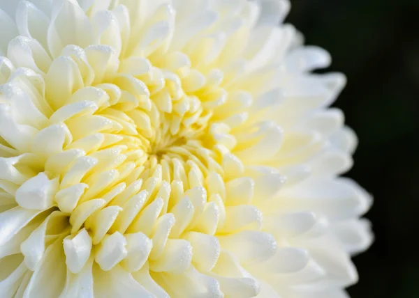 Close up white Chrysanthemum Morifolium flower — Stock Photo, Image