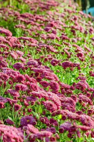 洋红色菊花鲜花农场 — 图库照片