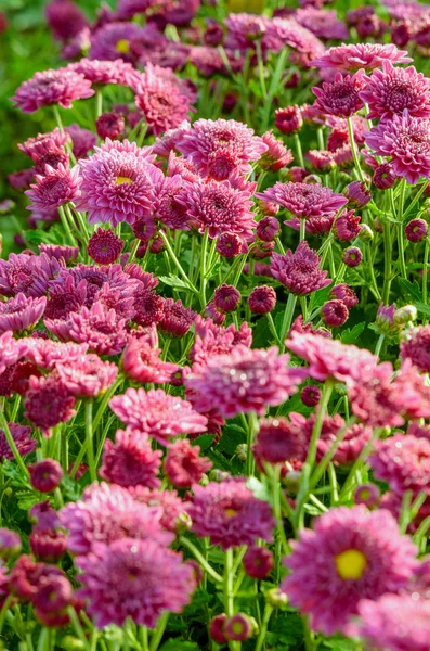 Magenta Chrysanthemum Morifolium flowers farms — Stock Photo, Image