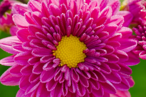 Close up fuchsia Chrysanthemum Morifolium flowers — Stock Photo, Image
