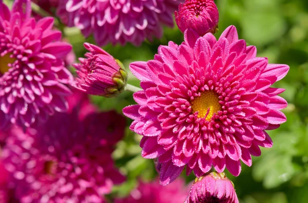 Close up fuchsia Chrysanthemum Morifolium flowers — Stock Photo, Image