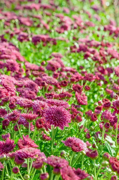 Magenta Crisântemo Morifolium flores fazendas — Fotografia de Stock