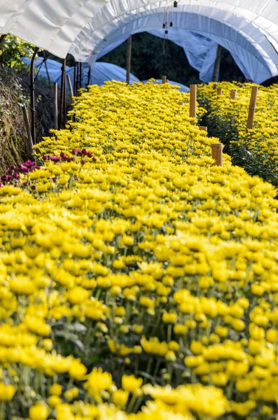 Inside greenhouse of yellow Chrysanthemum flowers farms — Stock Photo, Image
