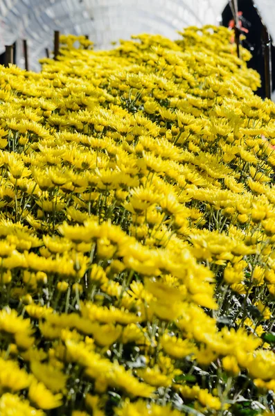 Στο εσωτερικό του θερμοκηπίου του κίτρινο χρυσάνθεμο λουλούδια αγροκτήματα — Φωτογραφία Αρχείου