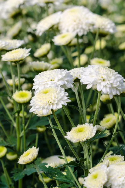 White Chrysanthemum Morifolium flowers in garden — Stock Photo, Image