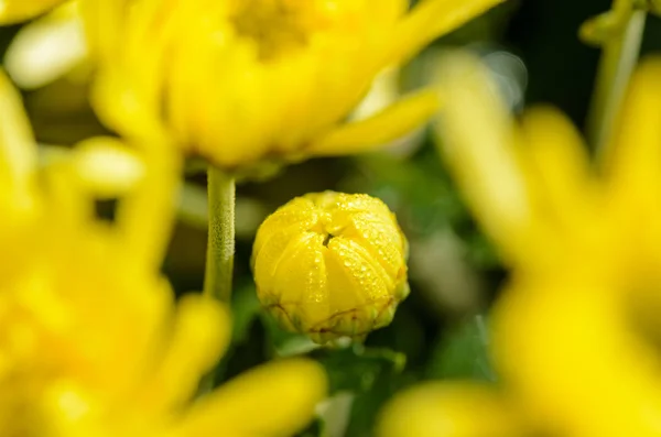 Fechar botões amarelo crisântemo flores Morifolium — Fotografia de Stock