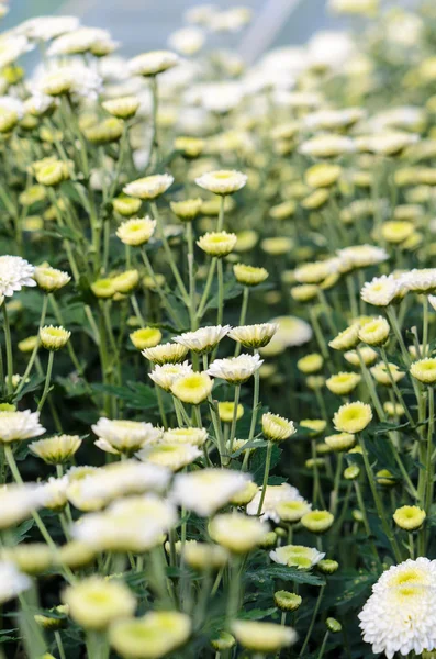 Weiße Chrysantheme morifolium blüht Garten — Stockfoto