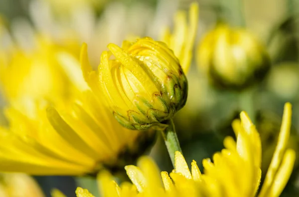 Nahaufnahme Knospen gelbe Chrysantheme morifolium Blüten — Stockfoto