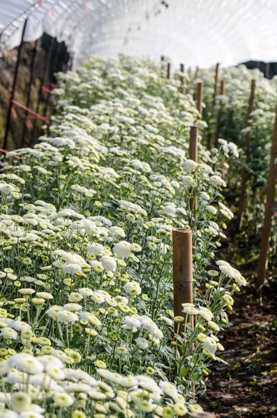 White Chrysanthemum Morifolium flowers farms — Stock Photo, Image