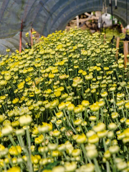 Почки желтого хризантемы Морифолиум цветы в саду — стоковое фото