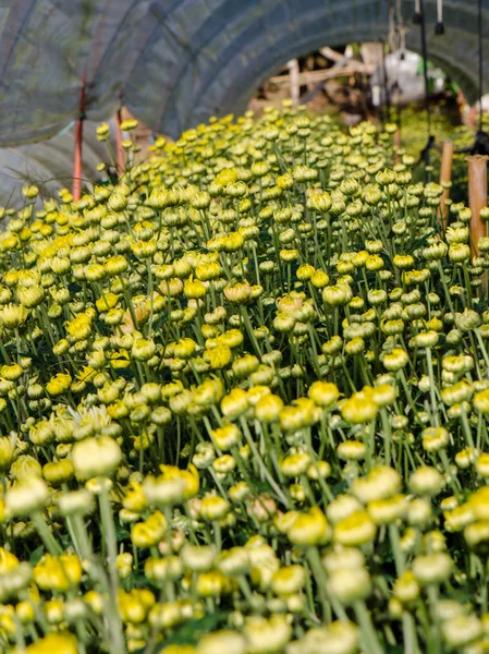 Buds of yellow Chrysanthemum Morifolium flowers in the garden — Stock Photo, Image