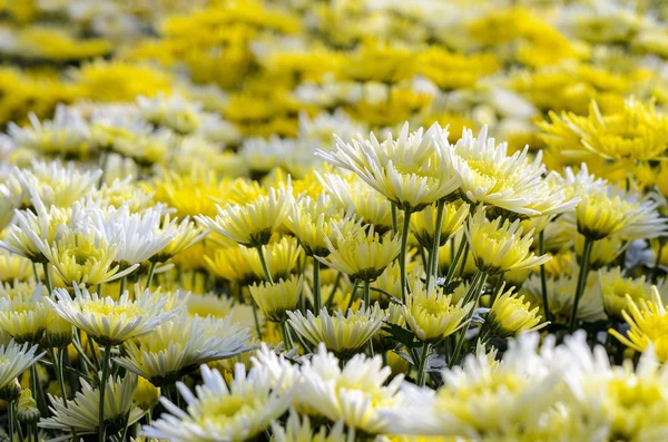 Crisântemo Morifolium flores jardim — Fotografia de Stock