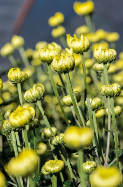 Buds de flores amarelas Chrysanthemum Morifolium no jardim — Fotografia de Stock