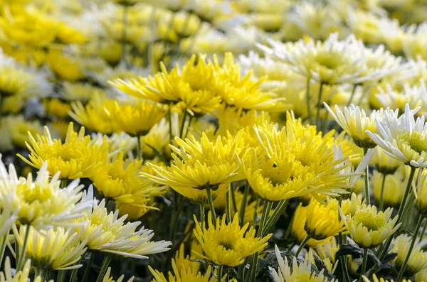 Jardín de flores de crisantemo Morifolium —  Fotos de Stock