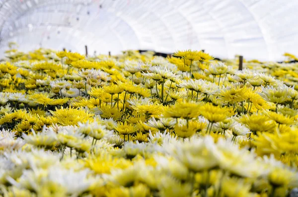 Chrysanthemum Morifolium flowers farm — Stock Photo, Image