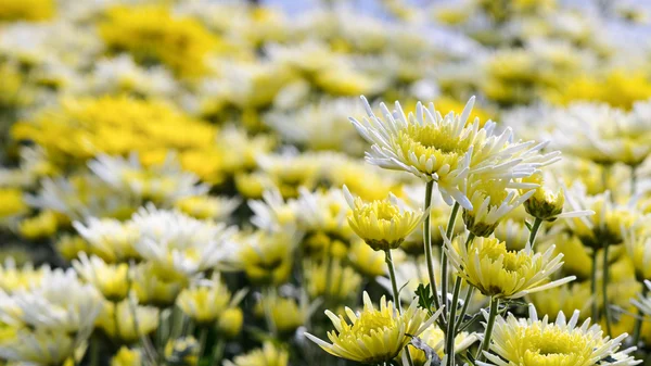 Jardín de flores de crisantemo Morifolium —  Fotos de Stock