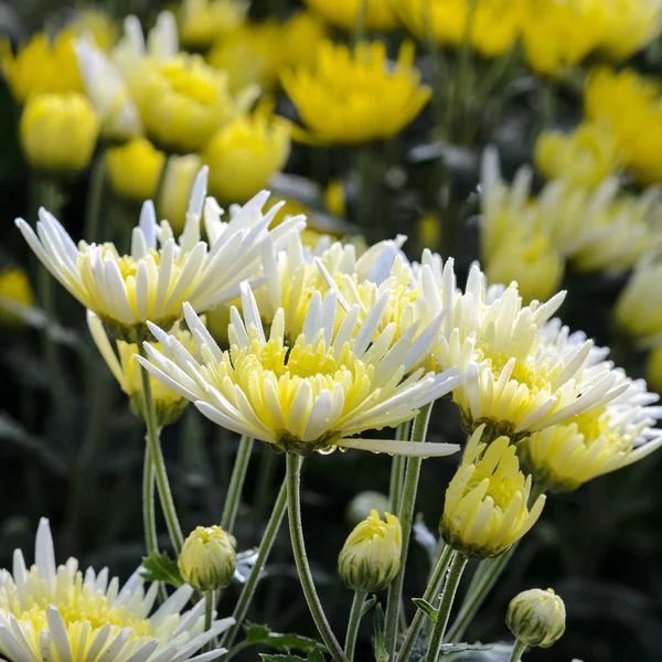 Chrysanthemum Morifolium flowers garden — Stock Photo, Image