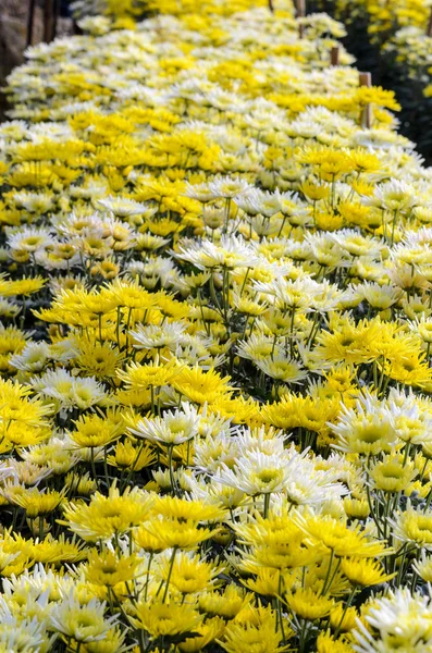 Chrysanthème Morifolium jardin de fleurs — Photo