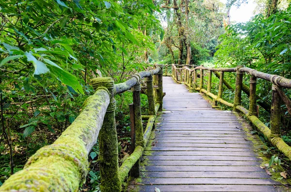 Caminho na floresta feita de madeira — Fotografia de Stock