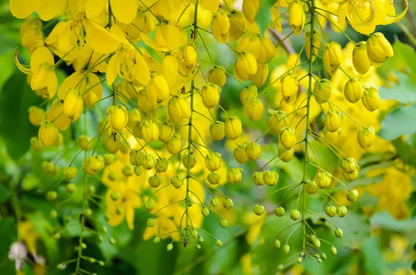 Purging Cassia sau Ratchafruek flori (Cassis fistula  ) — Fotografie, imagine de stoc