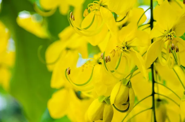 Zavřít čištění Cassia nebo ratchaphruek květiny (cassis píštěl — Stock fotografie