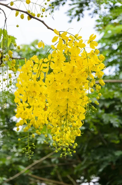 Purging Cassia sau Ratchafruek flori (Cassis fistula  ) — Fotografie, imagine de stoc